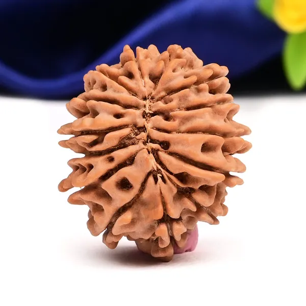 14_Mukhi_Rudraksha_Bead_Nepal_Origin_Deva_Mani