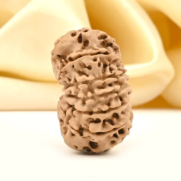 12_Mukhi_Nepal_Rudraksha_Bead