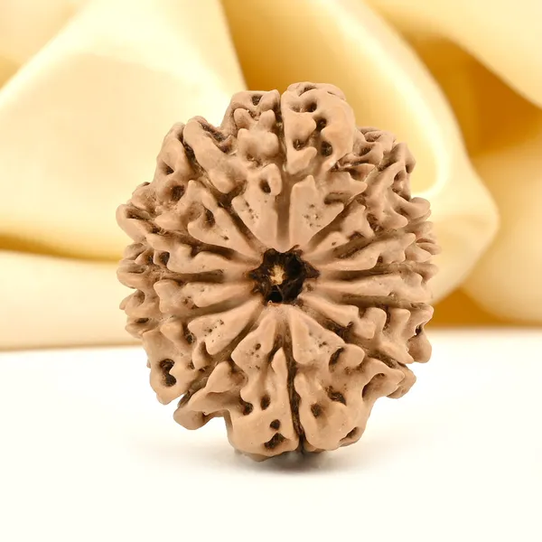 12_Mukhi_Nepal_Rudraksha_Bead