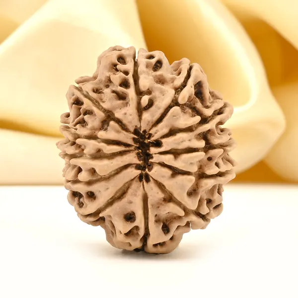 12_Mukhi_Nepal_Rudraksha_Bead