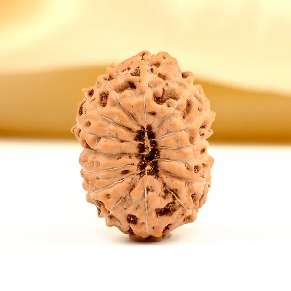 15_Mukhi_From_Java_Indonesia_Small_Ccxci