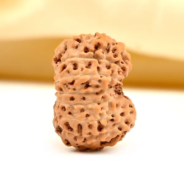 15_Mukhi_From_Java_Indonesia_Small_Ccxci