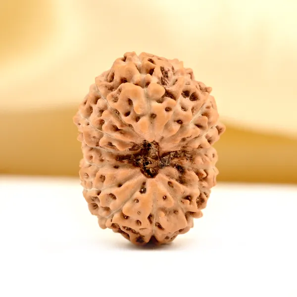 15_Mukhi_From_Java_Indonesia_Small_Ccxci