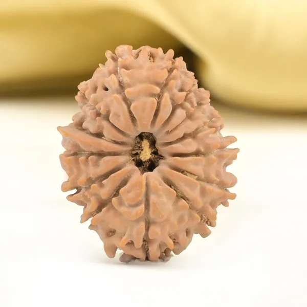 14_Mukhi_Rudraksha_Bead_Nepal_Origin_Deva_Mani