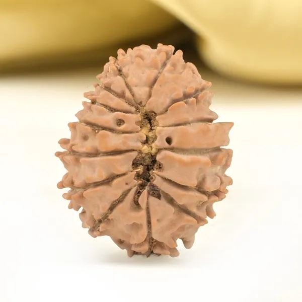 14_Mukhi_Rudraksha_Bead_Nepal_Origin_Deva_Mani