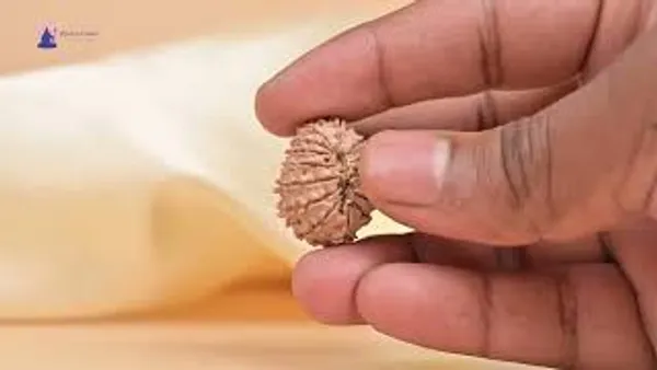14_Mukhi_Rudraksha_Bead_Nepal_Origin_Deva_Mani