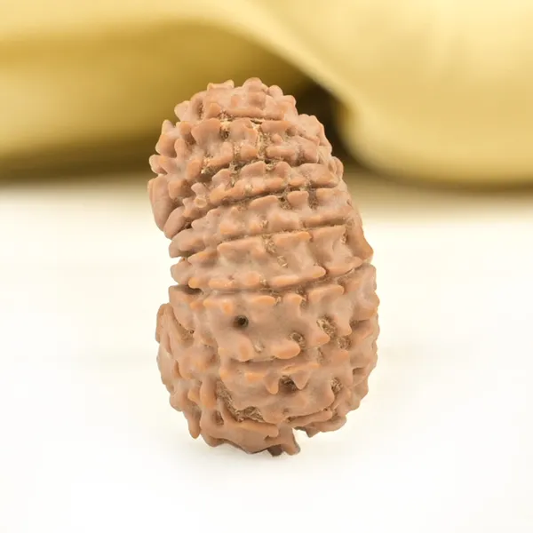 14_Mukhi_Rudraksha_Bead_Nepal_Origin_Deva_Mani