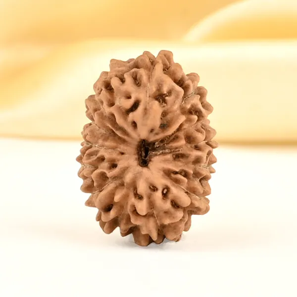 14_Mukhi_From_Java_Indonesia_Small_Cdxxii