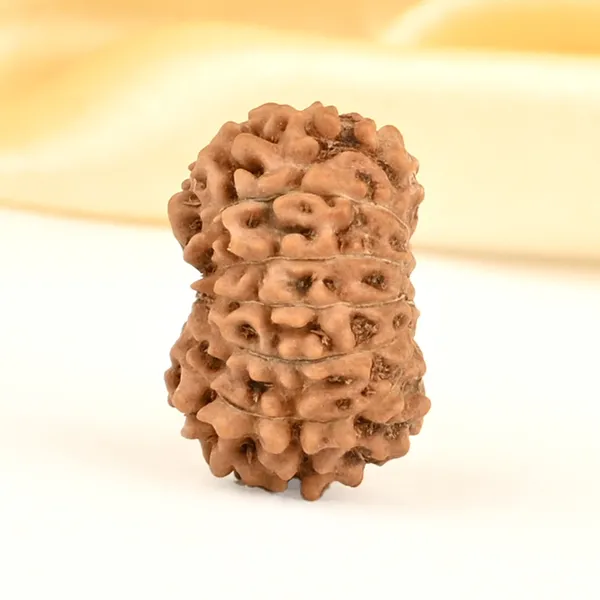 14_Mukhi_From_Java_Indonesia_Small_Cdxxii