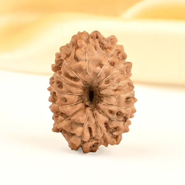 14_Mukhi_From_Java_Indonesia_Small_Cdxxii
