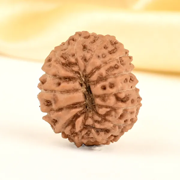 14_Mukhi_From_Java_Indonesia_Small_Cdxxv