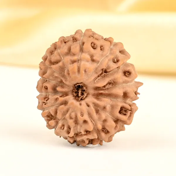 14_Mukhi_From_Java_Indonesia_Small_Cdxxv