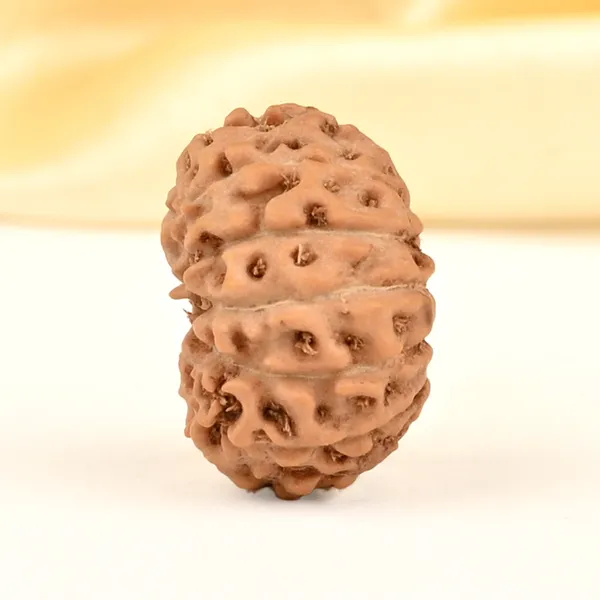 14_Mukhi_From_Java_Indonesia_Small_Cdxxv