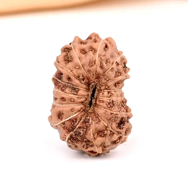 15_Mukhi_From_Java_Indonesia_Clix