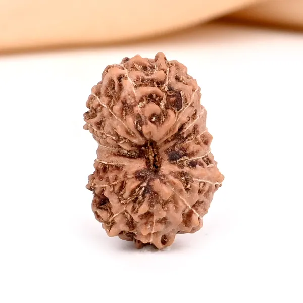 15_Mukhi_From_Java_Indonesia_Clix