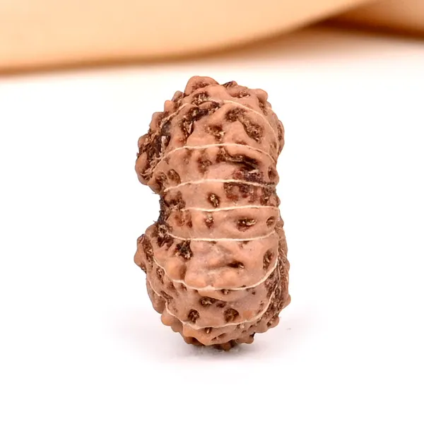 15_Mukhi_From_Java_Indonesia_Clix