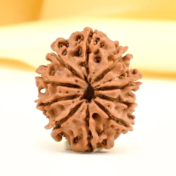10_Mukhi_From_Nepal_Small_Cccxcix