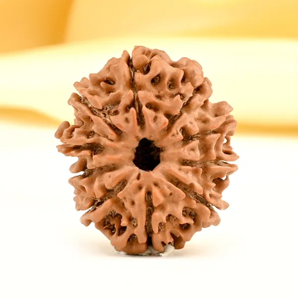 10_Mukhi_From_Nepal_Small_Cccxcix