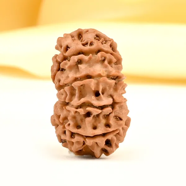 10_Mukhi_From_Nepal_Small_Cccxcix