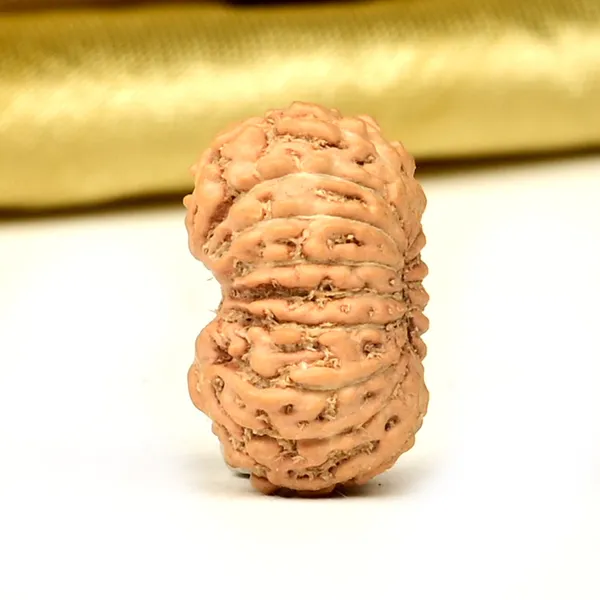 17_Mukhi_From_Java_Indonesia_Small_Ccliii