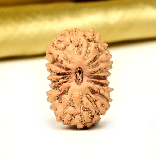 17_Mukhi_From_Java_Indonesia_Small_Ccliii