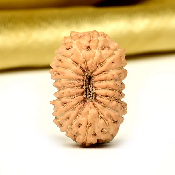 17_Mukhi_From_Java_Indonesia_Small_Ccliii