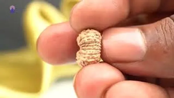 17_Mukhi_From_Java_Indonesia_Small_Ccliii