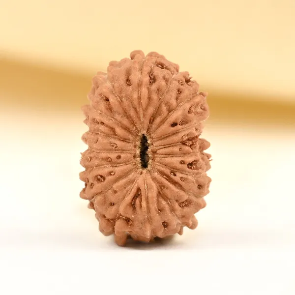 17_Mukhi_From_Java_Indonesia_Tiny_Xvii