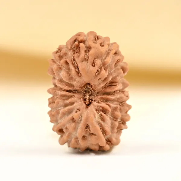 17_Mukhi_From_Java_Indonesia_Tiny_Xvii