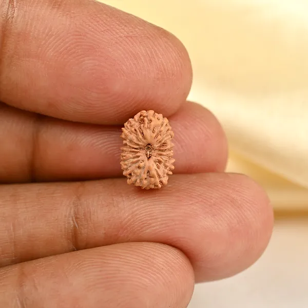17_Mukhi_From_Java_Indonesia_Tiny_Xvii