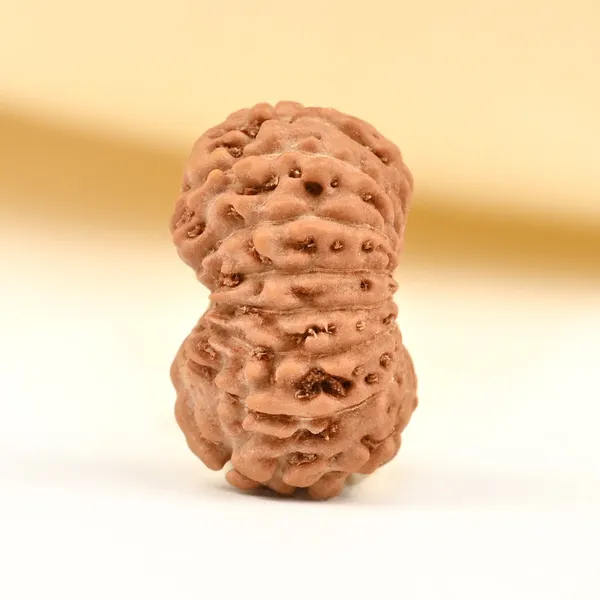17_Mukhi_From_Java_Indonesia_Tiny_Xvii