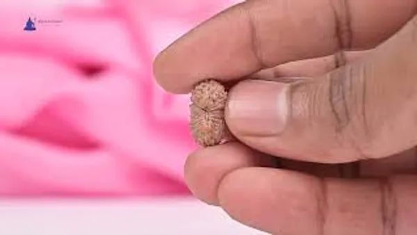 20_Mukhi_From_Java_Indonesia_Cv