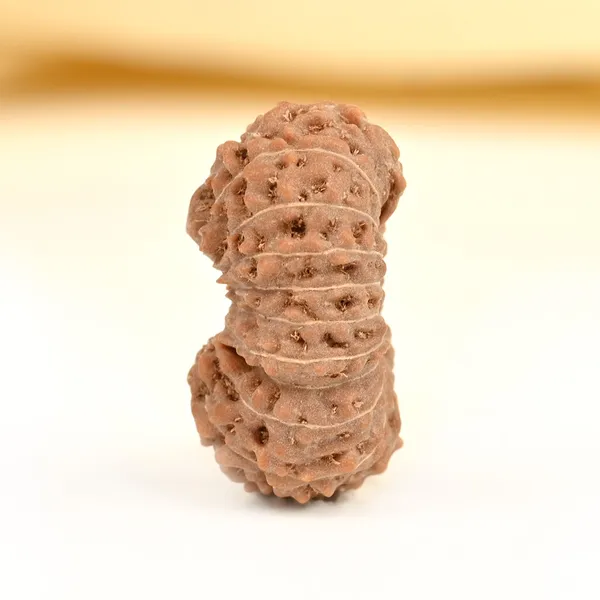 20_Mukhi_From_Java_Indonesia_Cv