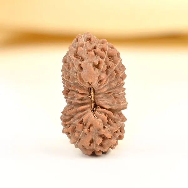 20_Mukhi_From_Java_Indonesia_Cv