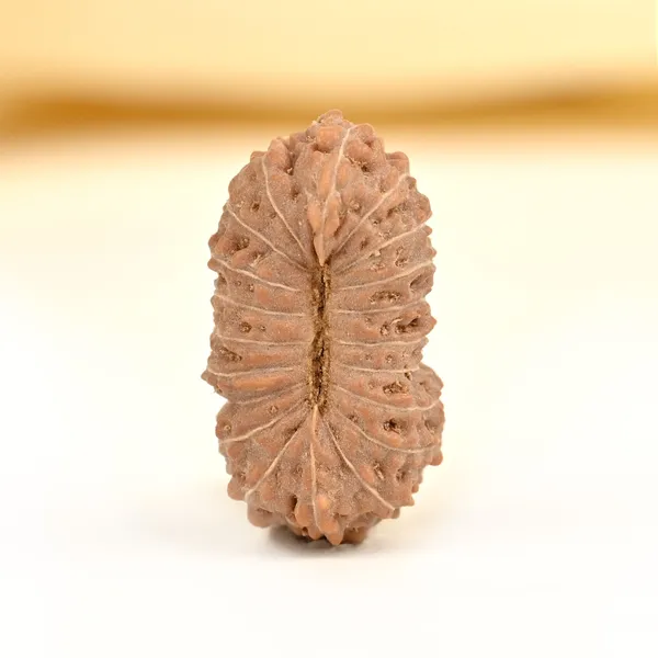 20_Mukhi_From_Java_Indonesia_Cv
