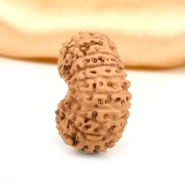 19_Mukhi_Rudraksha_Bead_Indonesia_Large