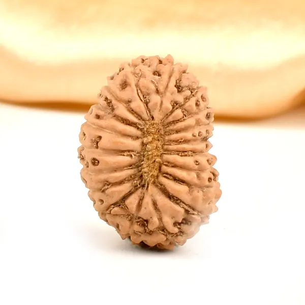 19_Mukhi_Rudraksha_Bead_Indonesia_Large