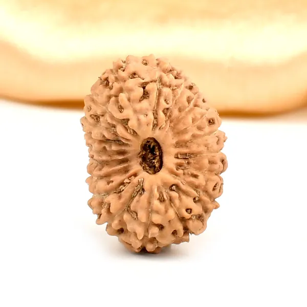19_Mukhi_Rudraksha_Bead_Indonesia_Large