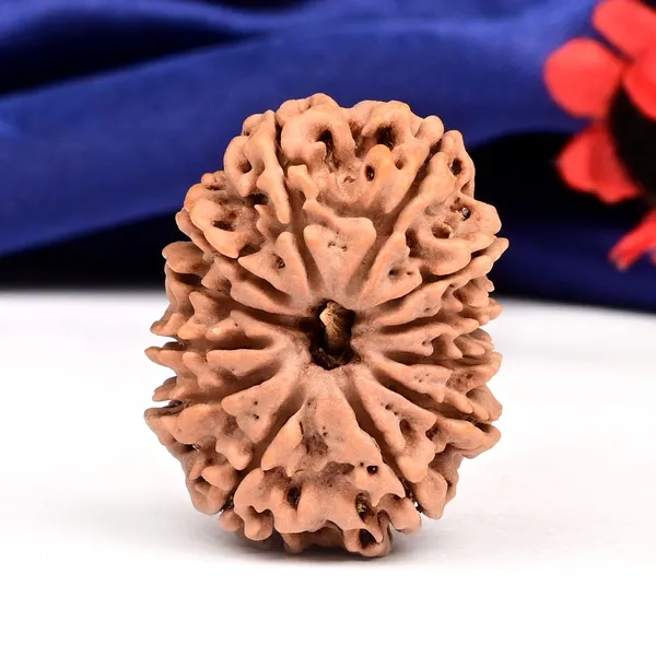 12_Mukhi_From_Nepal_Large_Cxix