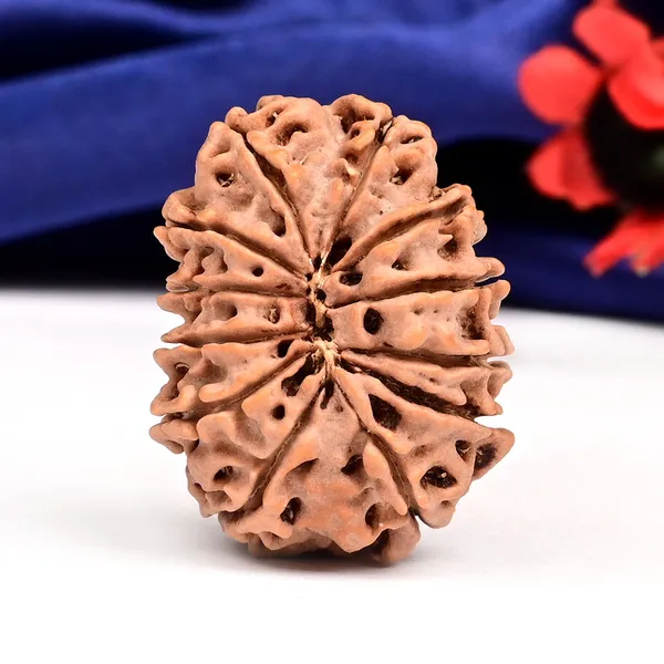 12_Mukhi_From_Nepal_Large_Cxix