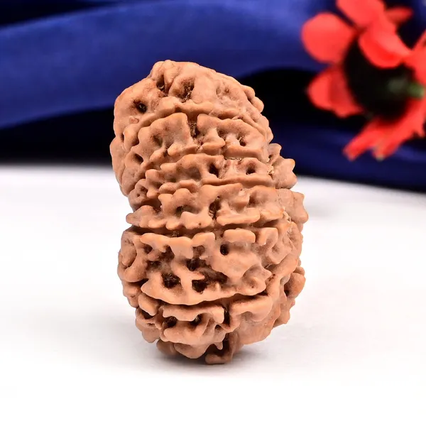 12_Mukhi_From_Nepal_Large_Cxix