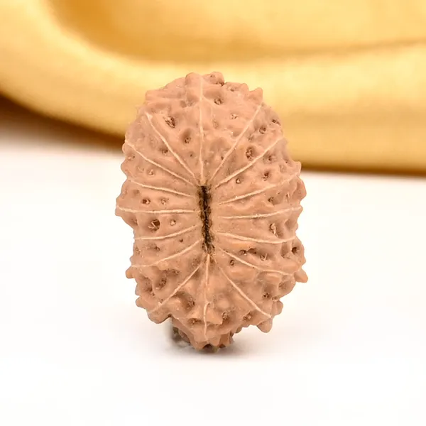 16_Mukhi_From_Java_Indonesia_Large_Cxxv