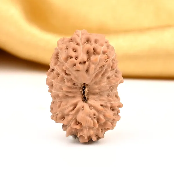 16_Mukhi_From_Java_Indonesia_Large_Cxxv