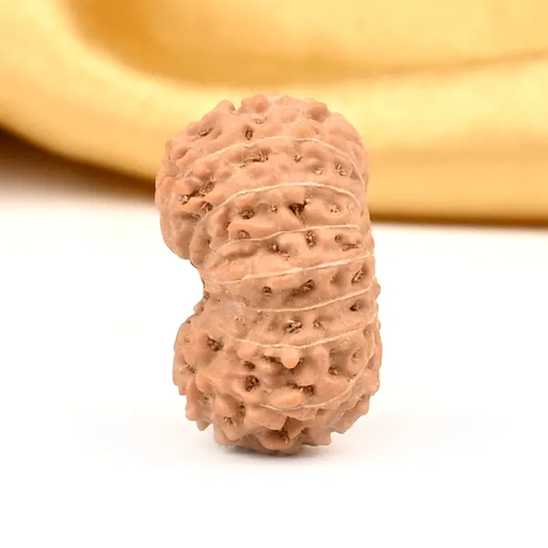 16_Mukhi_From_Java_Indonesia_Large_Cxxv