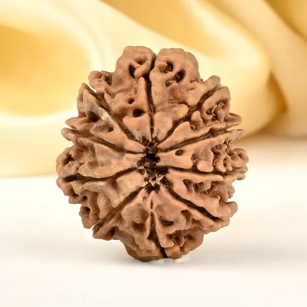 10_Mukhi_From_Nepal_Cccxv