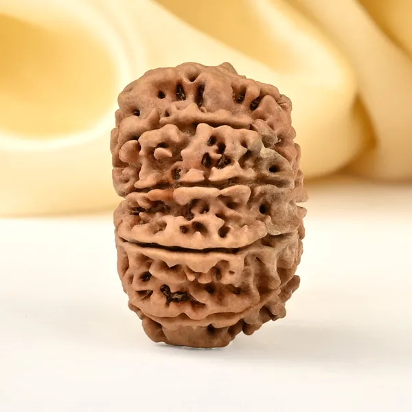 10_Mukhi_From_Nepal_Cccxv