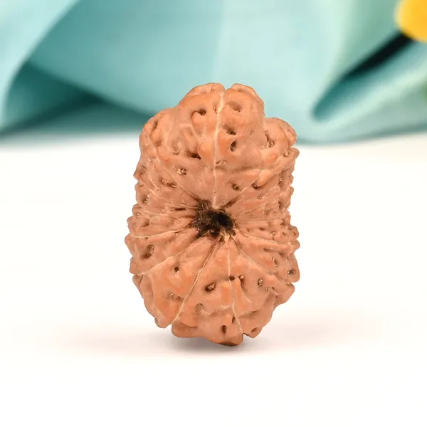 13_Mukhi_From_Java_Indonesia_Large_Cl