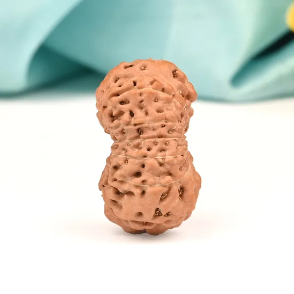 13_Mukhi_From_Java_Indonesia_Large_Cl