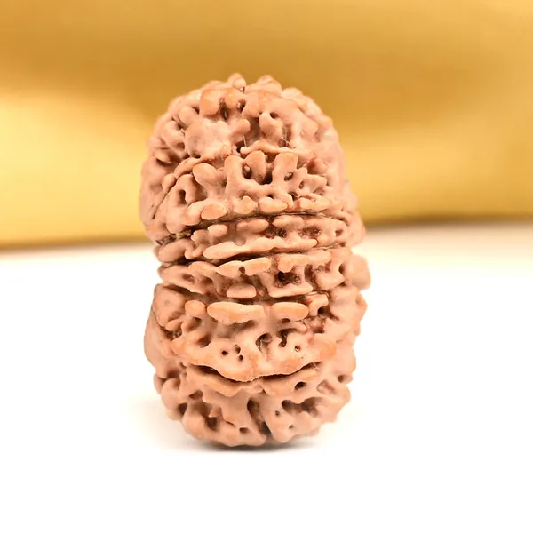 14_Mukhi_From_Nepal_Ccxxvii