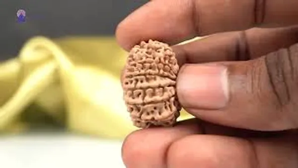 14_Mukhi_From_Nepal_Ccxxvii